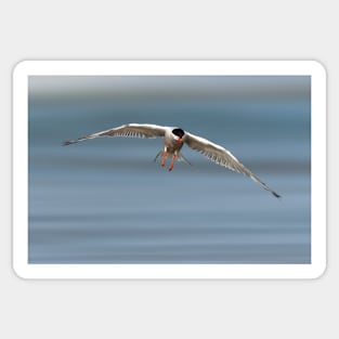 Common Tern in Flight Sticker